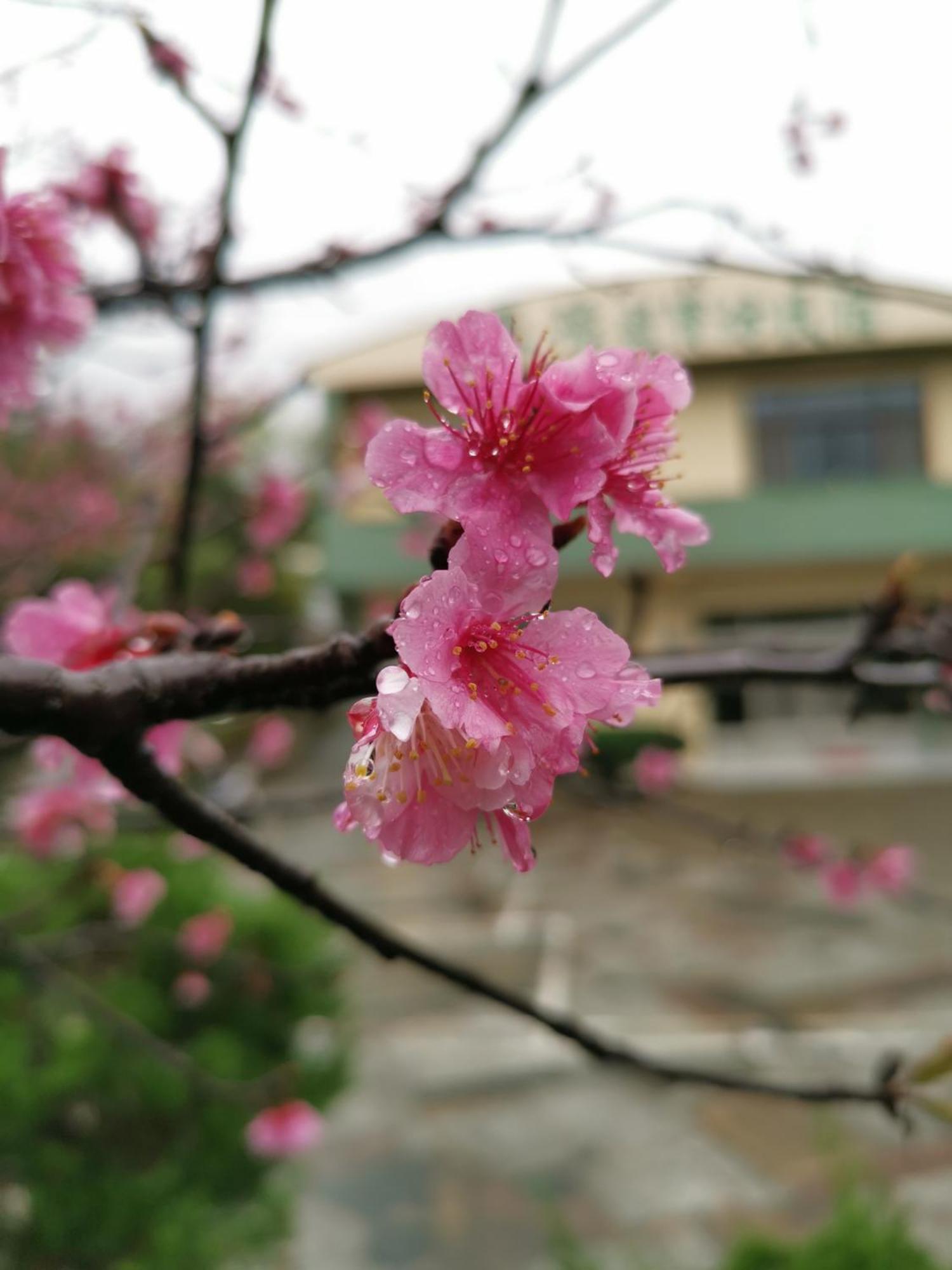 Tai Yu Ju Bao Fang B&B Луйе Екстериор снимка